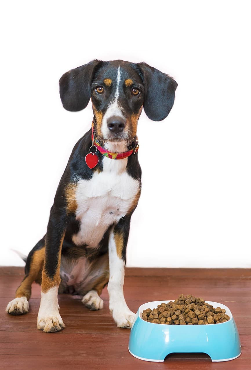 Dry Dog Food – Chicken & Rice, 3 kg