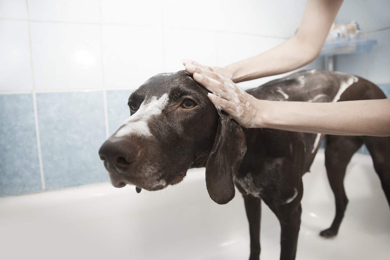 Pet Grooming Shampoo – Anti-tick, 500 ml