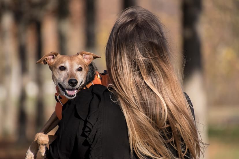 Pet Harness (Mesh) – M, Over-head
