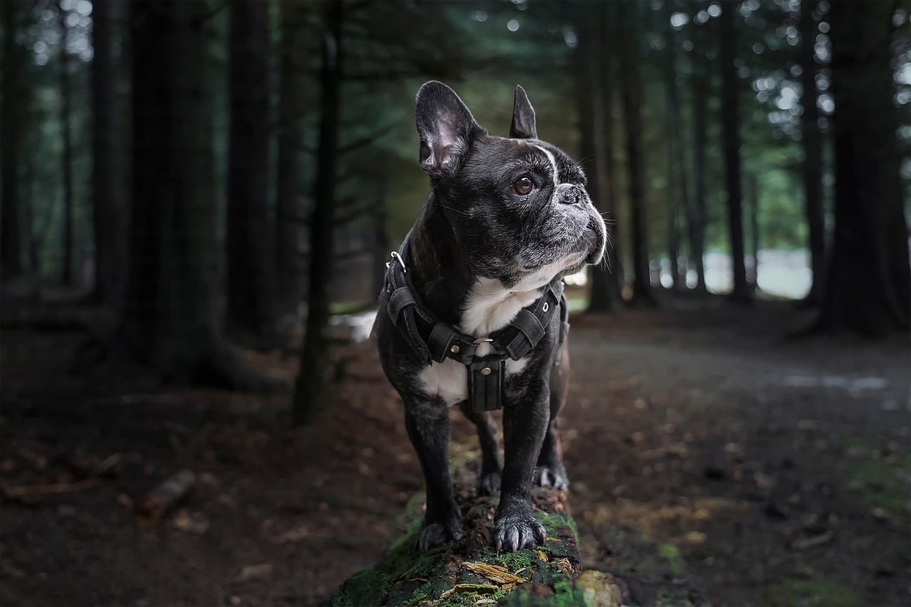 Pet Harness (Mesh) – M, No-pull