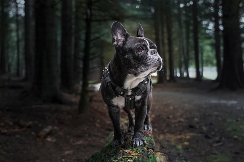 Pet Harness (Mesh) – M, No-pull