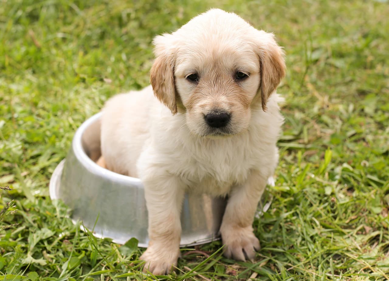 Stainless Steel Pet Bowl – 1 L, Plain