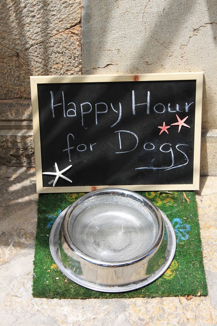 Stainless Steel Pet Bowl – 2 L, Anti-skid Rubber