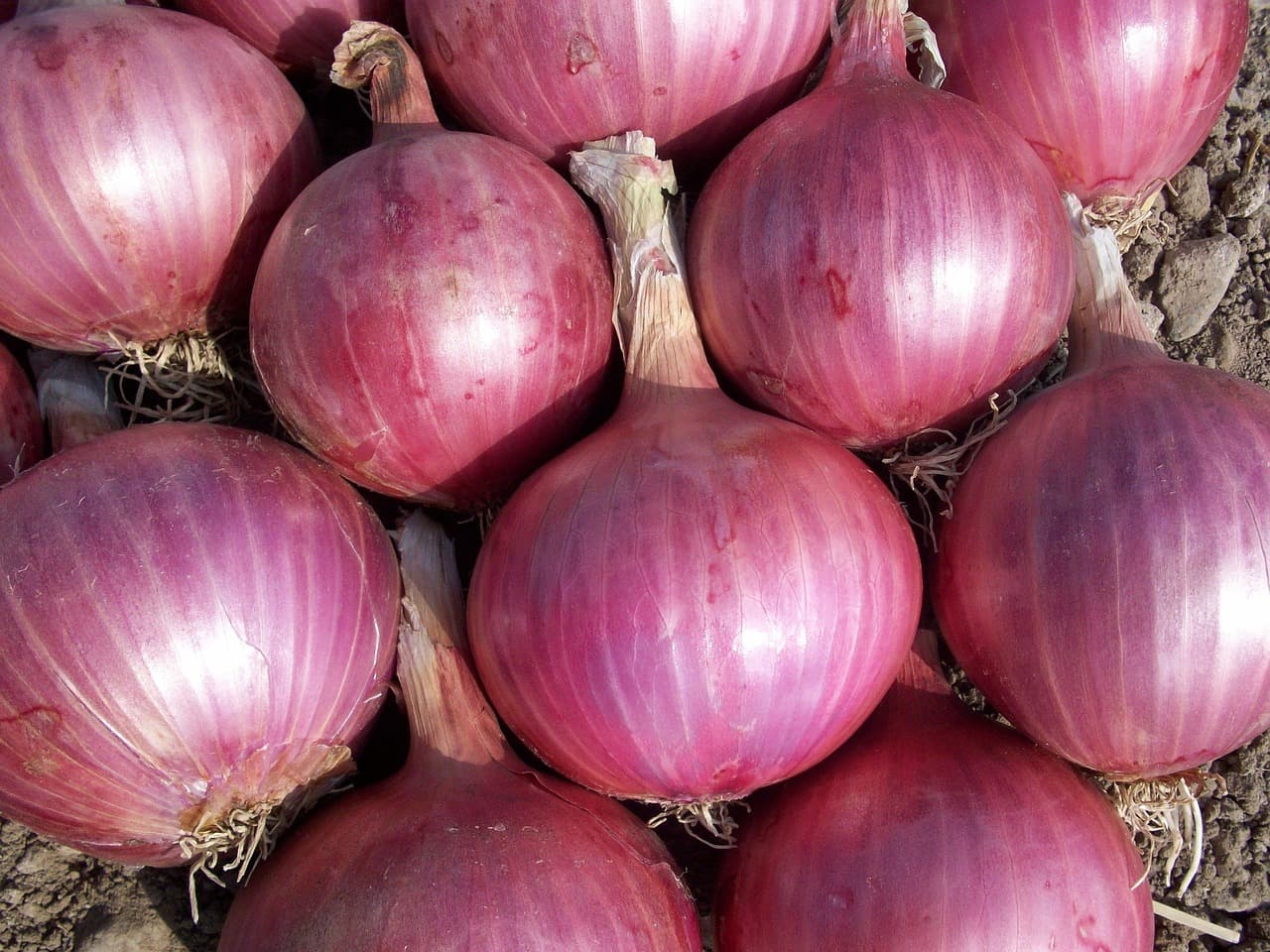 Fresh Onion – White, 40–55 mm