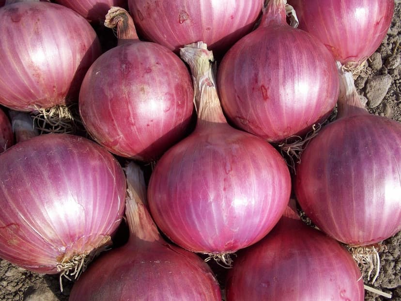 Fresh Onion – Pink, 55–70 mm